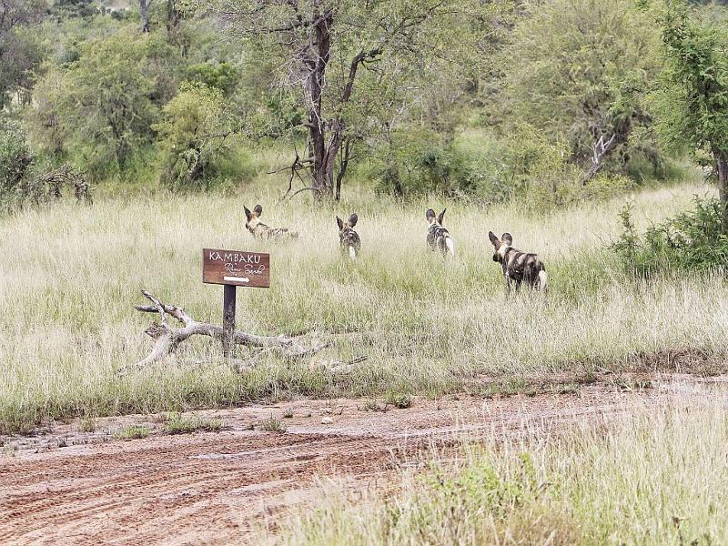 Kambaku River Sands Hotel Hoedspruit Buitenkant foto